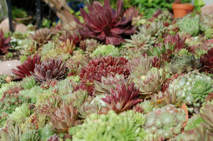 Sempervivum Dachwurz Hauswurz